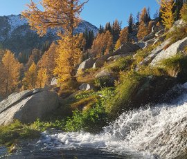 golden larches of Carlyle basin